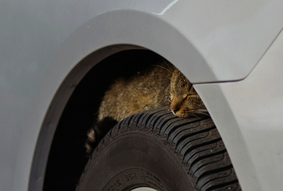 551540_612053938809726_203706334_n