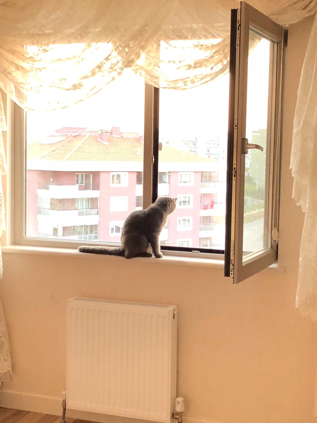 Ankara Kedi Sineklik